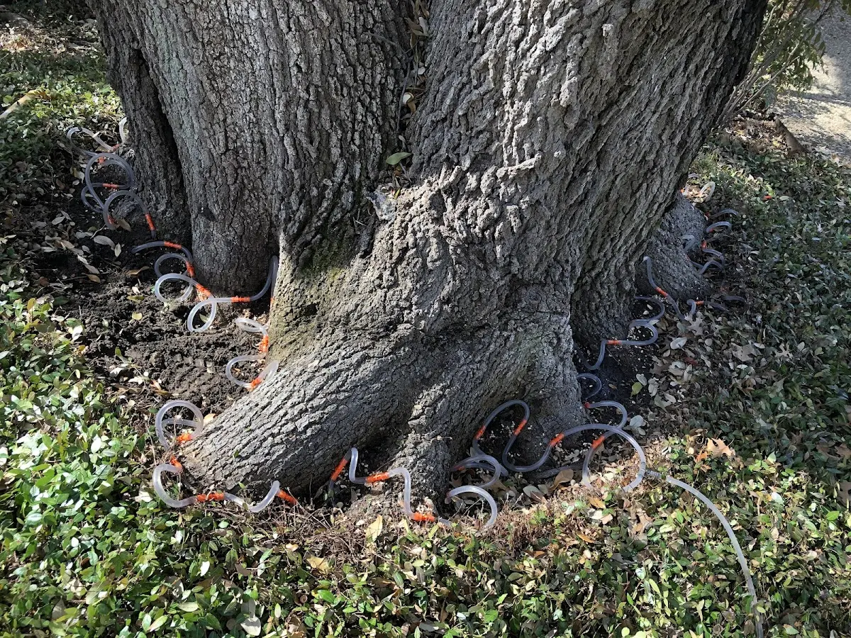 Detailed Tree Cabling and Bracing job site in Miramar Beach